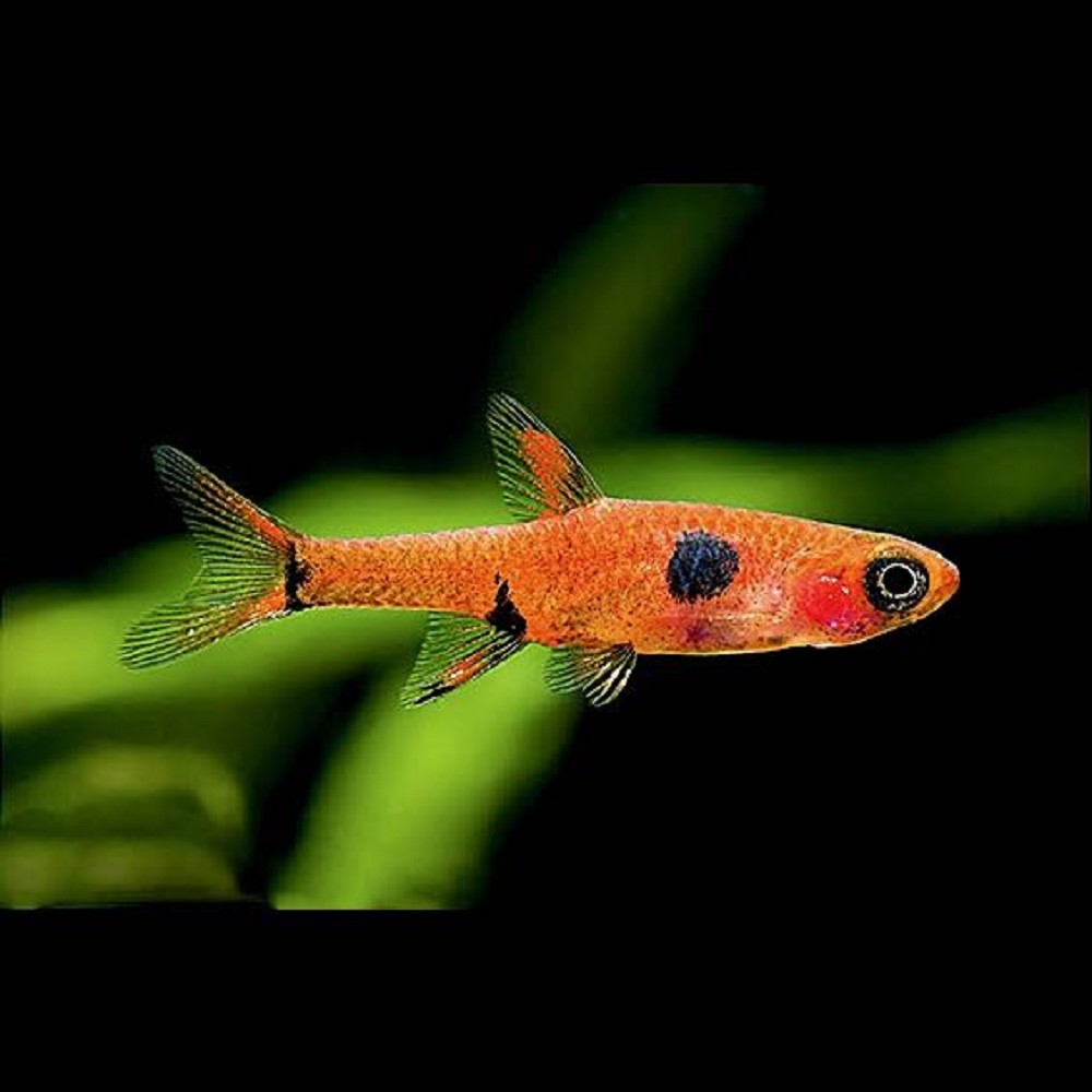 Rasbora maculata, Boraras maculatus - Dwarf rasbora L - Rasbora - Jarat